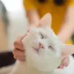 چگونه گربه‌های خانگی می‌توانند به تحقیقات سرطان در انسان کمک کنند؟