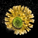 داروی جدید HIV با هدف‌گیری کپسید ویروس، نخستین آزمایش انسانی را با موفقیت پشت سر گذاشت
