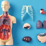 سرعت پیری اندام‌ها یکسان نیست؛ آیا برخی اندام‌ها روند پیری بدن را تعیین می‌کنند؟