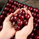 آنتوسیانین گیلاس تیره؛ ترکیب طبیعی که ممکن است به مقابله با گسترش سرطان کمک کند